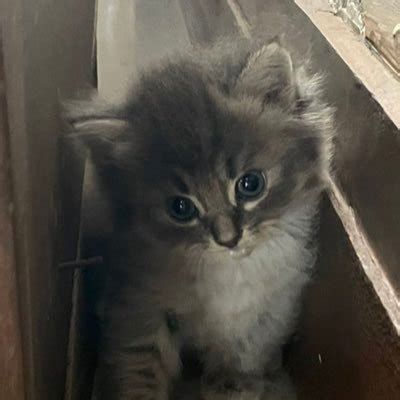 cebu milker leak|Twitter. It’s what’s happening / Twitter.